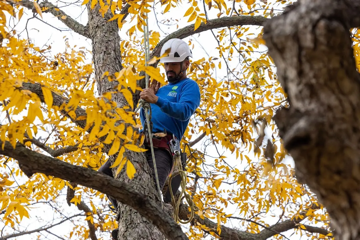 Skilled Tree Planting crew working in Rutland